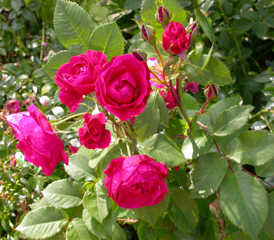 gallery_276_1271_365.jpg