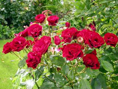 gallery_276_1646_106339.jpg