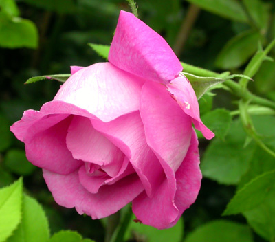 gallery_276_1650_14615.jpg