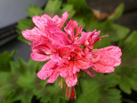 gallery_698_2781_13220.jpg