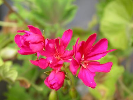 gallery_698_2781_47530.jpg