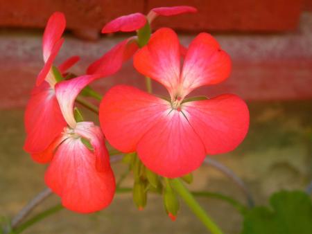 gallery_698_2781_49783.jpg