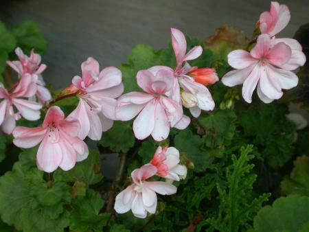gallery_698_2781_56410.jpg