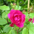 tn_gallery_276_1271_38550.jpg