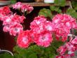 tn_gallery_698_2781_110426.jpg