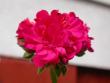 tn_gallery_698_2781_1733.jpg