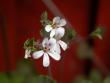 tn_gallery_698_2781_29436.jpg