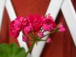 tn_gallery_698_2781_40756.jpg