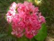 tn_gallery_698_2781_42062.jpg