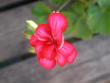 tn_gallery_698_2781_4515.jpg