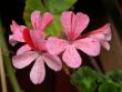 tn_gallery_698_2781_80457.jpg