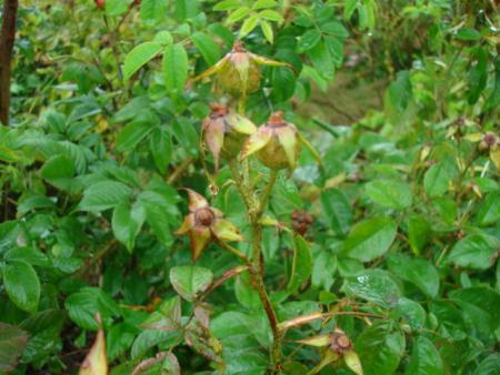 gallery_12789_1345_143475.jpg
