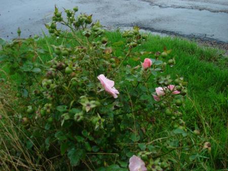 gallery_12789_1345_54777.jpg