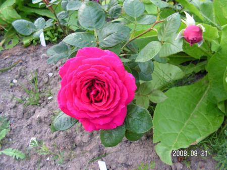 gallery_1786_2574_79817.jpg