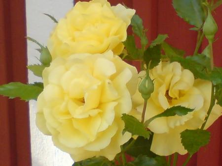 gallery_14183_2674_34926.jpg