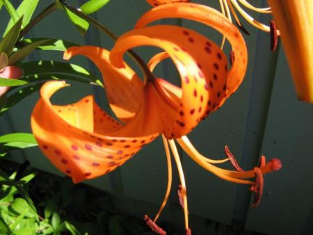 gallery_805_2791_18497.jpg