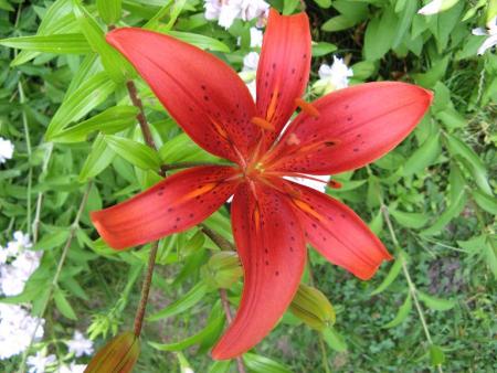 gallery_805_2791_30971.jpg