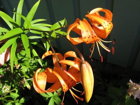 gallery_805_2791_60631.jpg