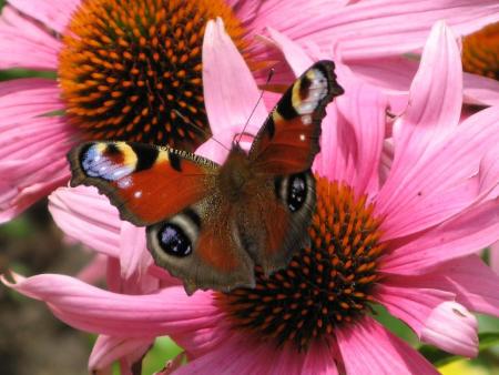 gallery_805_2792_24555.jpg