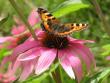 tn_gallery_805_2792_24217.jpg
