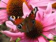 tn_gallery_805_2792_24555.jpg