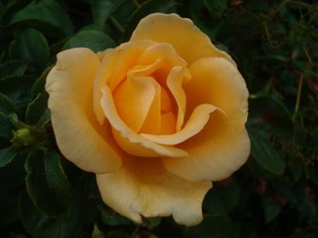 gallery_12789_1345_53810.jpg