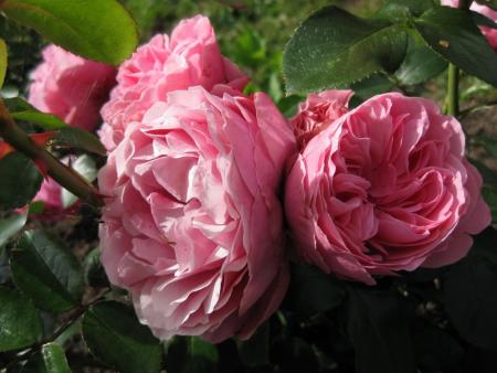 gallery_12848_1730_121835.jpg
