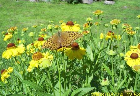 gallery_17660_2797_1566.jpg