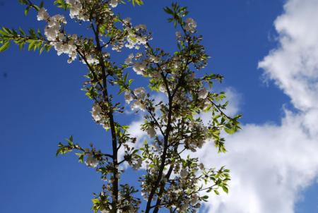 gallery_6209_2803_90515.jpg