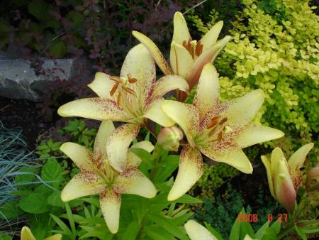 gallery_72_1784_68912.jpg
