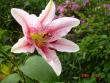tn_gallery_72_1784_24658.jpg