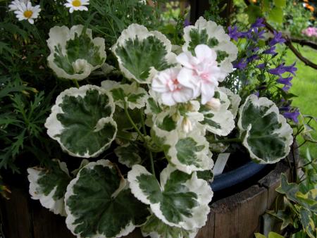 gallery_4247_2806_120963.jpg