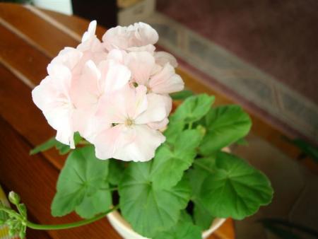 gallery_108_2592_24589.jpg