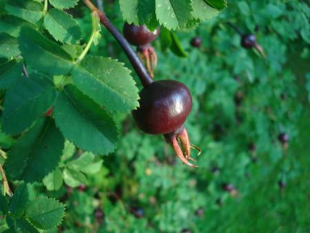 gallery_12789_1345_106205.jpg