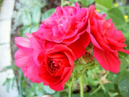gallery_8514_2668_112876.jpg