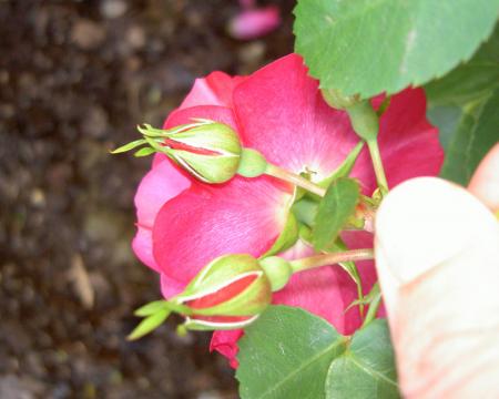 gallery_8514_2668_13001.jpg
