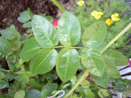 gallery_8514_2668_5117.jpg