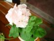 tn_gallery_108_2592_24589.jpg