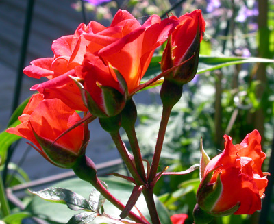 gallery_276_1250_62432.jpg