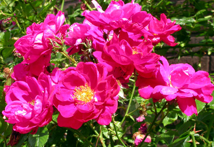 gallery_276_1271_53332.jpg