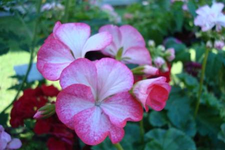 gallery_108_2592_33641.jpg