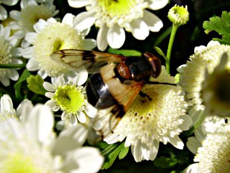 gallery_13447_1715_66814.jpg