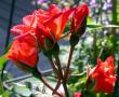 tn_gallery_276_1250_62432.jpg