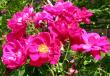 tn_gallery_276_1271_53332.jpg