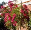 tn_gallery_276_1271_91823.jpg