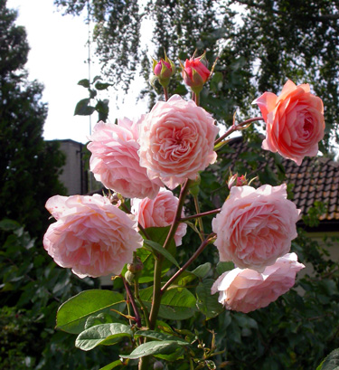 gallery_276_1247_42978.jpg