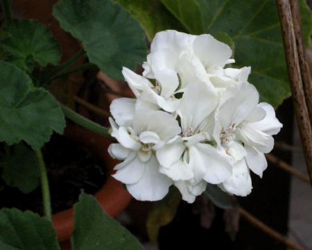 gallery_4247_2806_104991.jpg