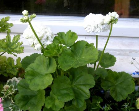 gallery_4247_2806_13059.jpg