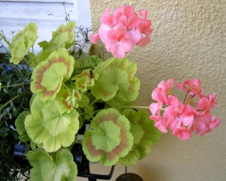 gallery_4247_2806_168066.jpg
