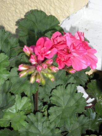 gallery_4247_2806_225814.jpg